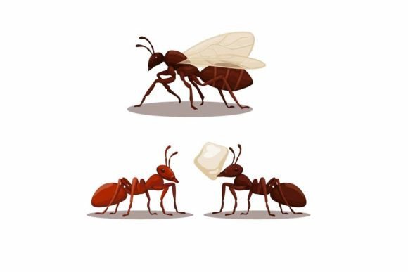 Ant Animal Species Collection Set Vector: A Designer's Asset